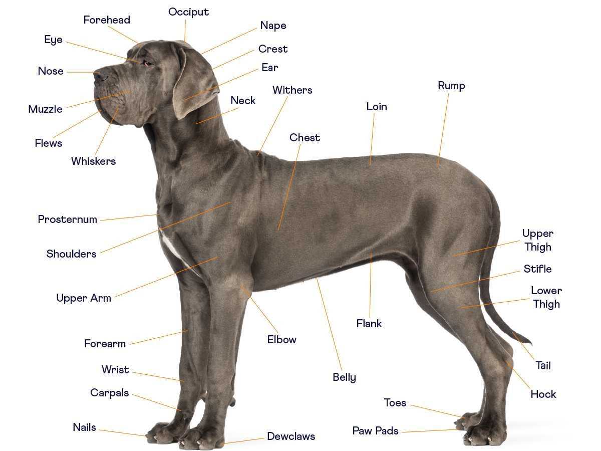 parts of a dog diagram