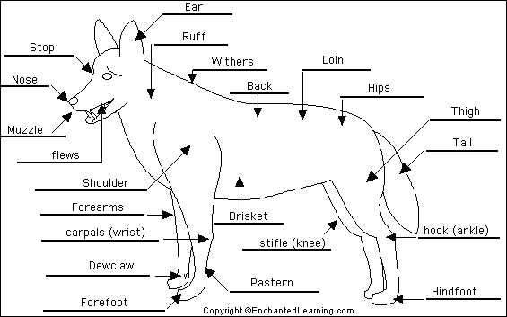 parts of a dog diagram