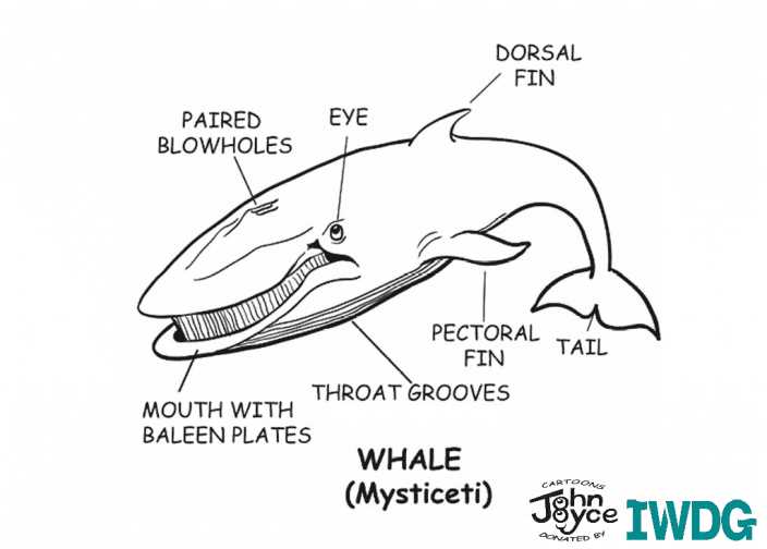 parts of a dolphin diagram