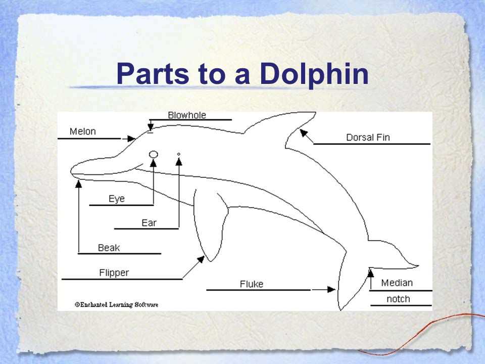 parts of a dolphin diagram