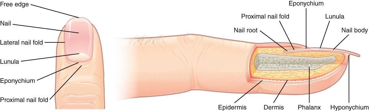 parts of a fingernail diagram