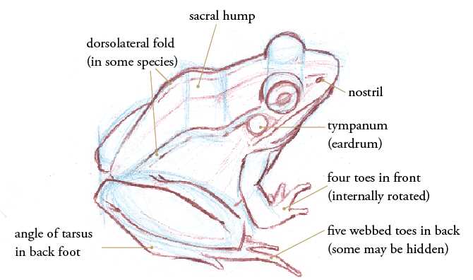 parts of a frog diagram