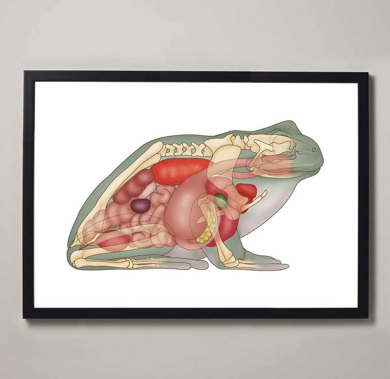 parts of a frog diagram