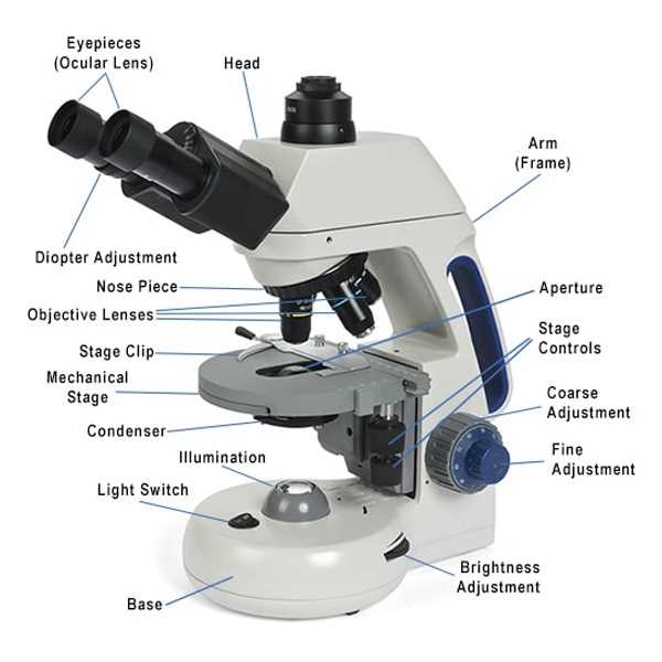 parts of a microscope diagram labeled