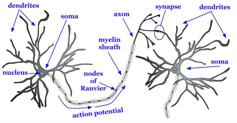 parts of a neuron diagram