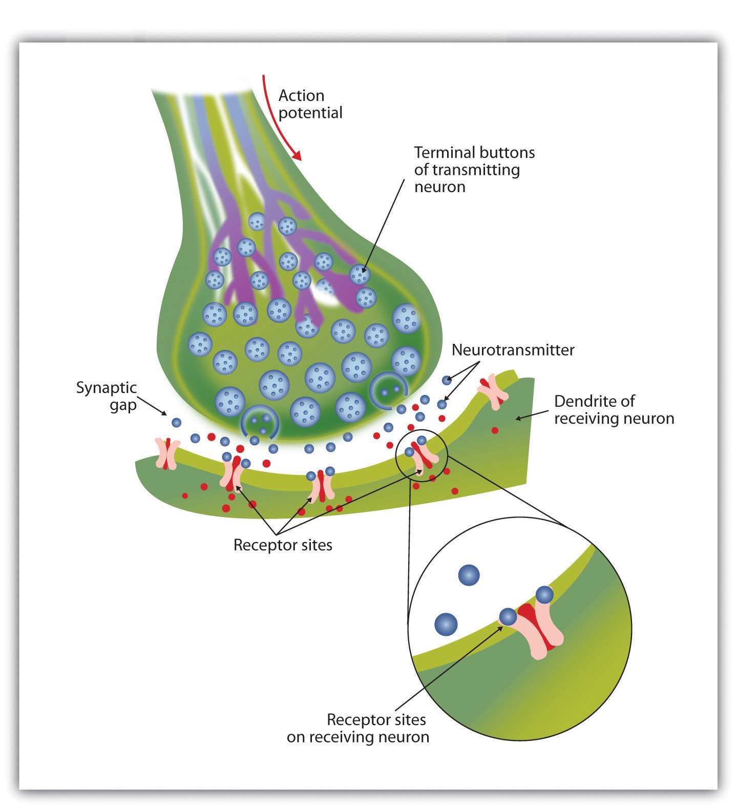 parts of a neuron diagram