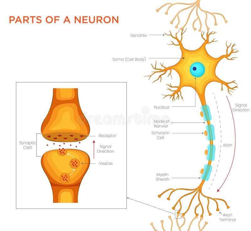 parts of a neuron diagram