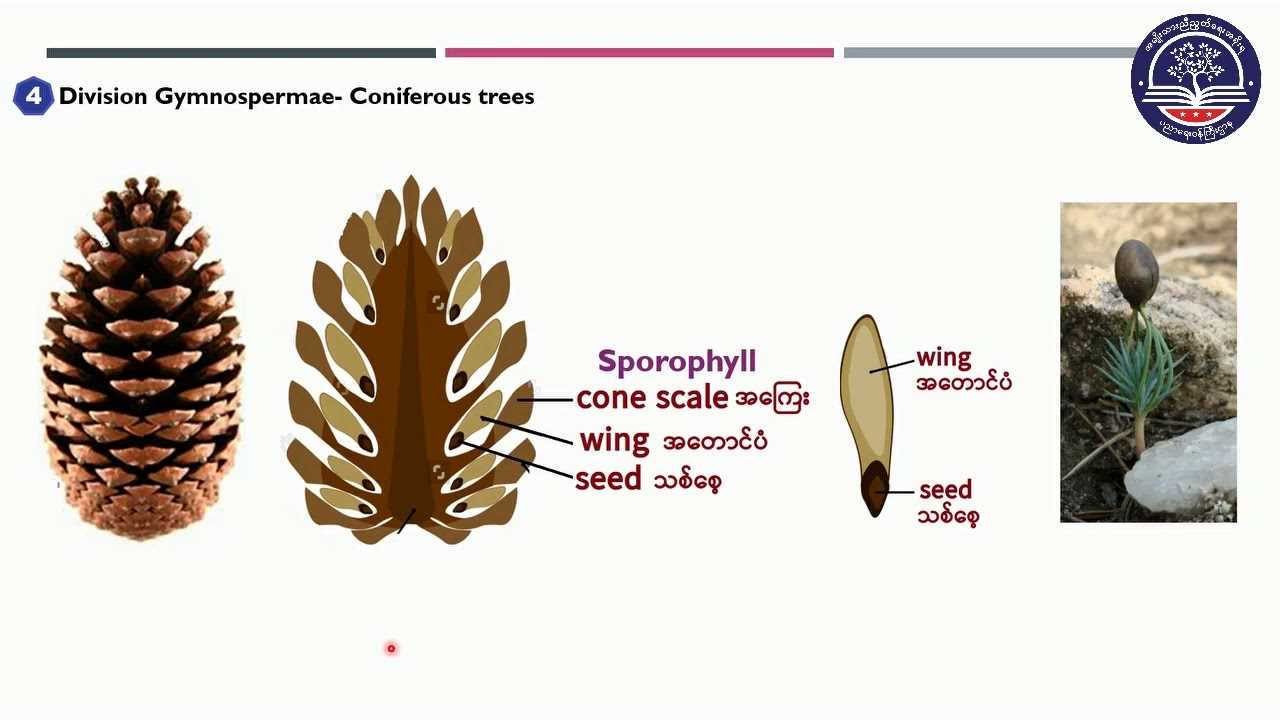 parts of a pine cone diagram poster