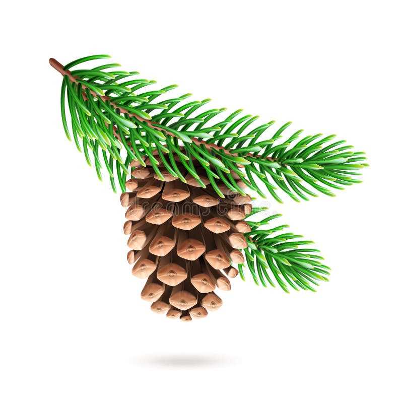 parts of a pine cone diagram poster