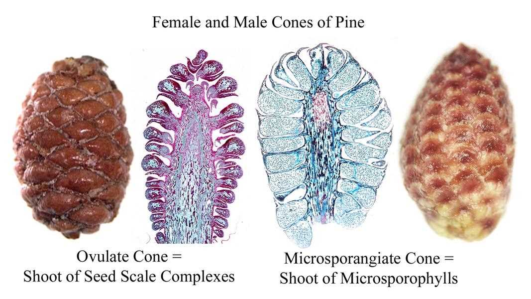 parts of a pine cone diagram poster