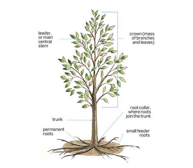 parts of a tree trunk diagram