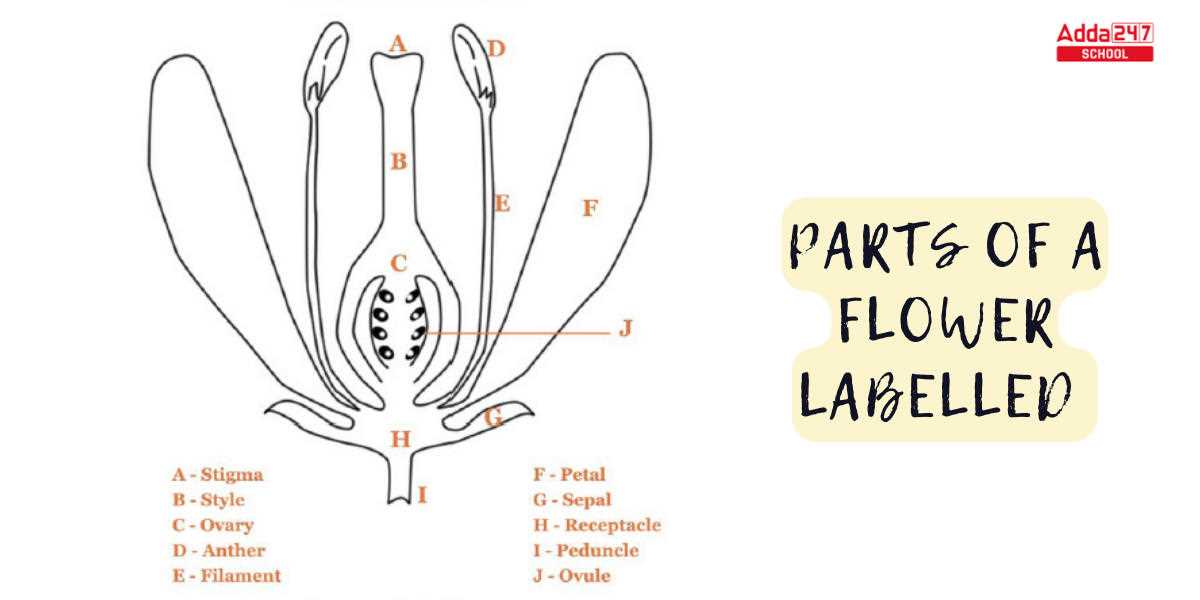 parts of a tulip diagram