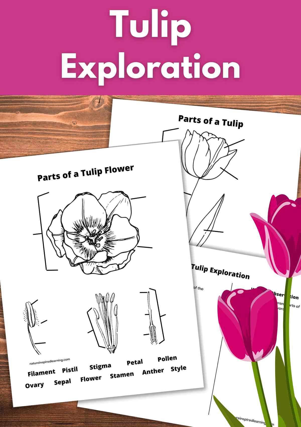 parts of a tulip diagram