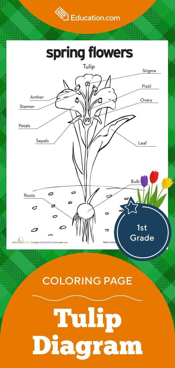 parts of a tulip diagram