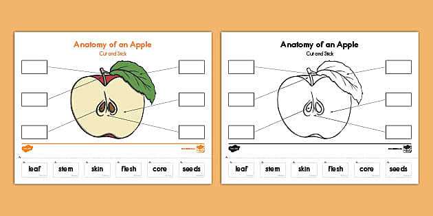 parts of an apple diagram