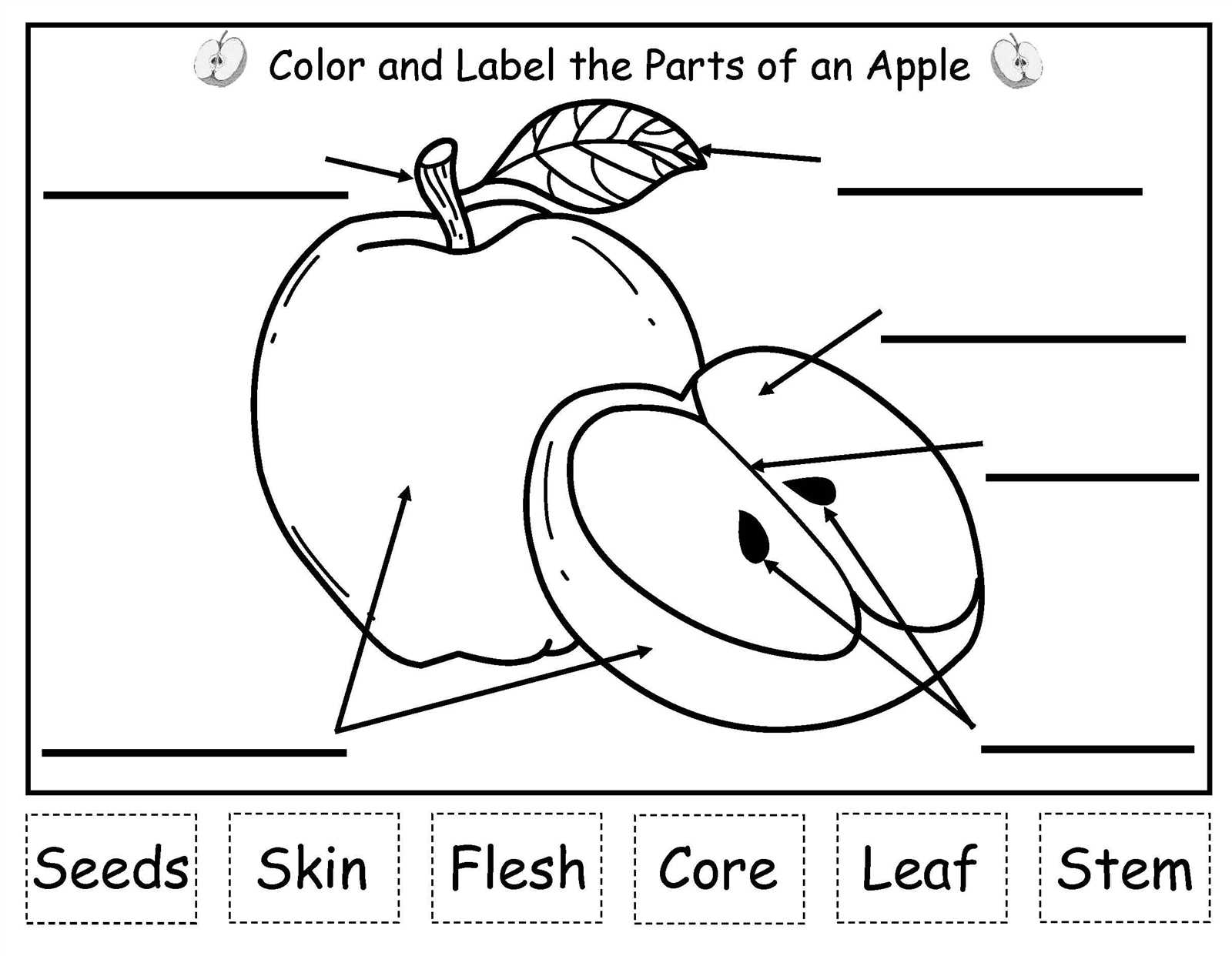 parts of an apple diagram