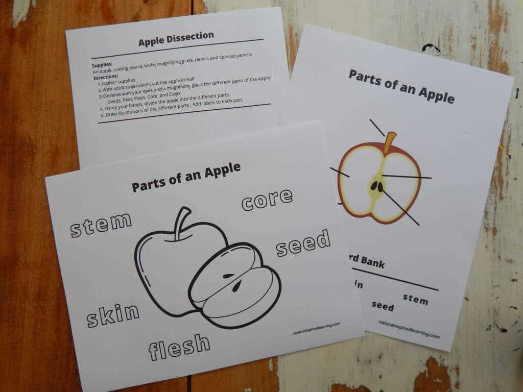 parts of an apple tree diagram