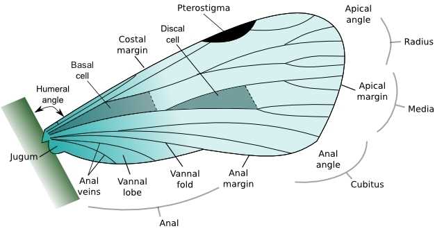 parts of an insect diagram