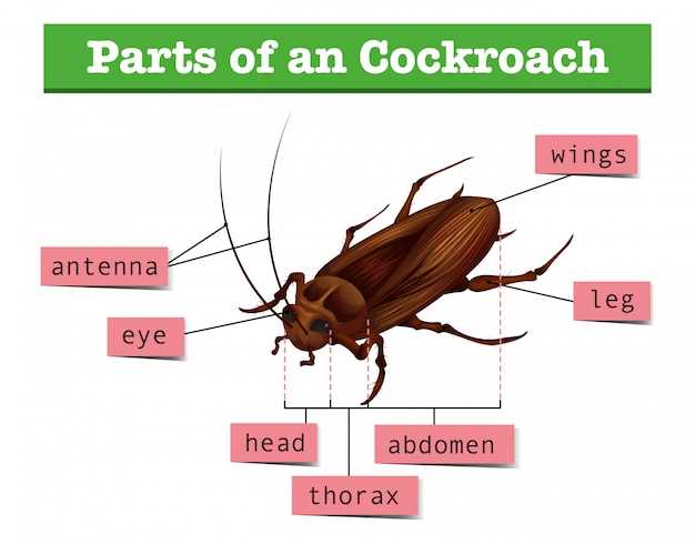 parts of an insect diagram