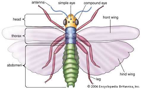 parts of an insect diagram