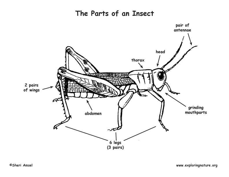 parts of an insect diagram