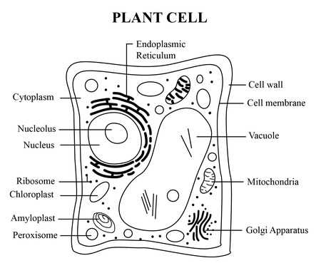 parts of animal cell diagram