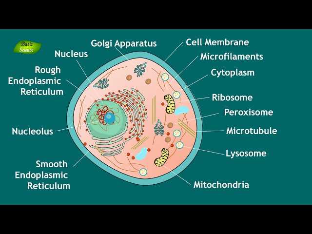 parts of animal cell diagram