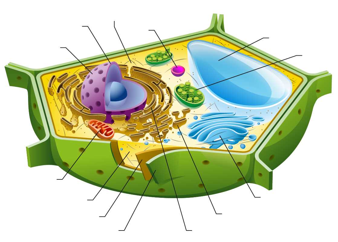 parts of animal cell diagram