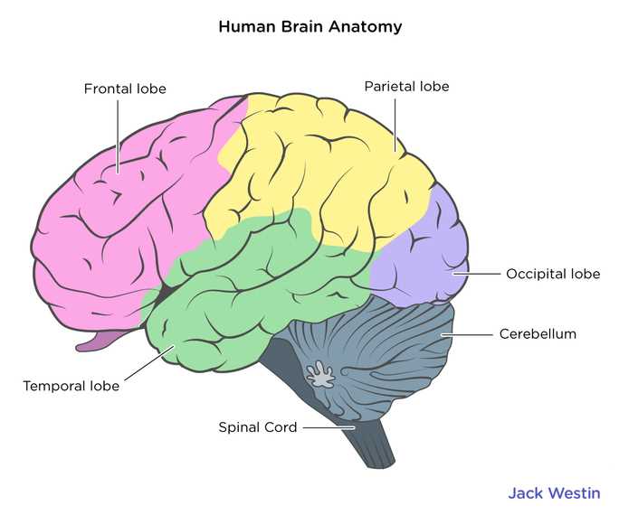 parts of brain and functions diagram mcat