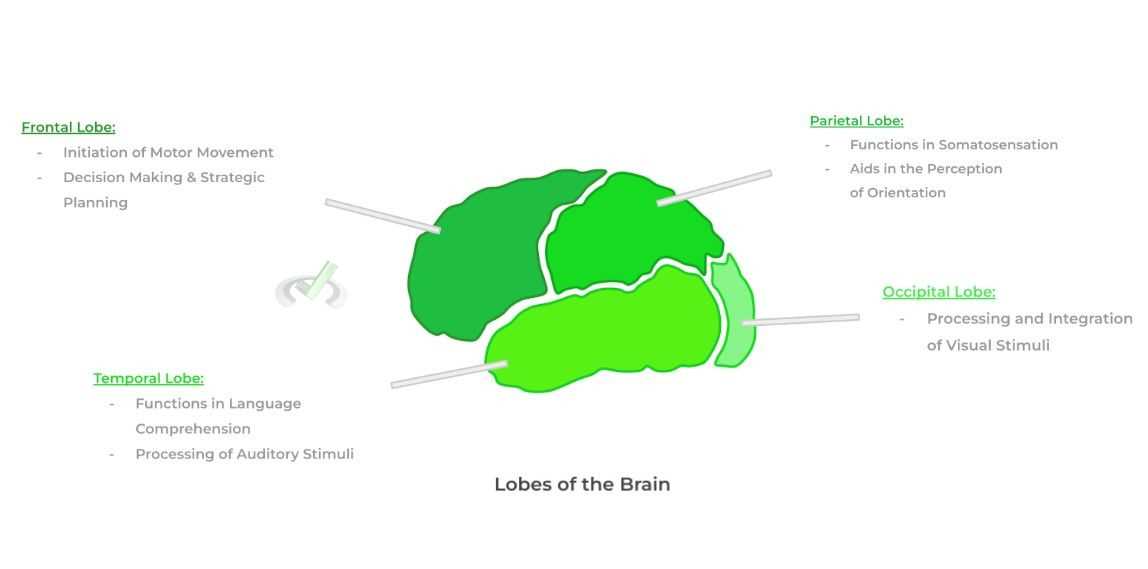 parts of brain and functions diagram mcat