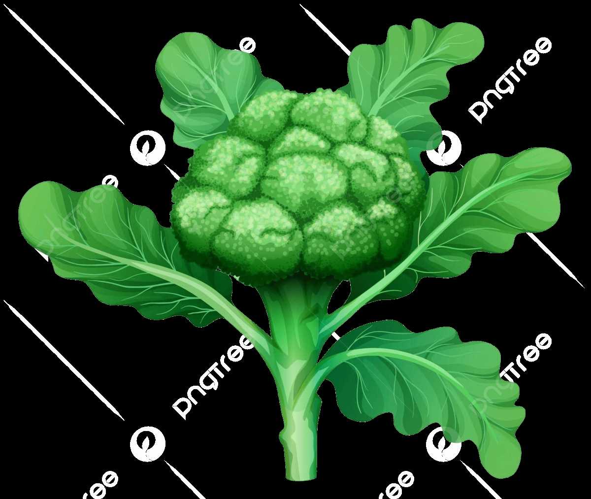 parts of broccoli diagram