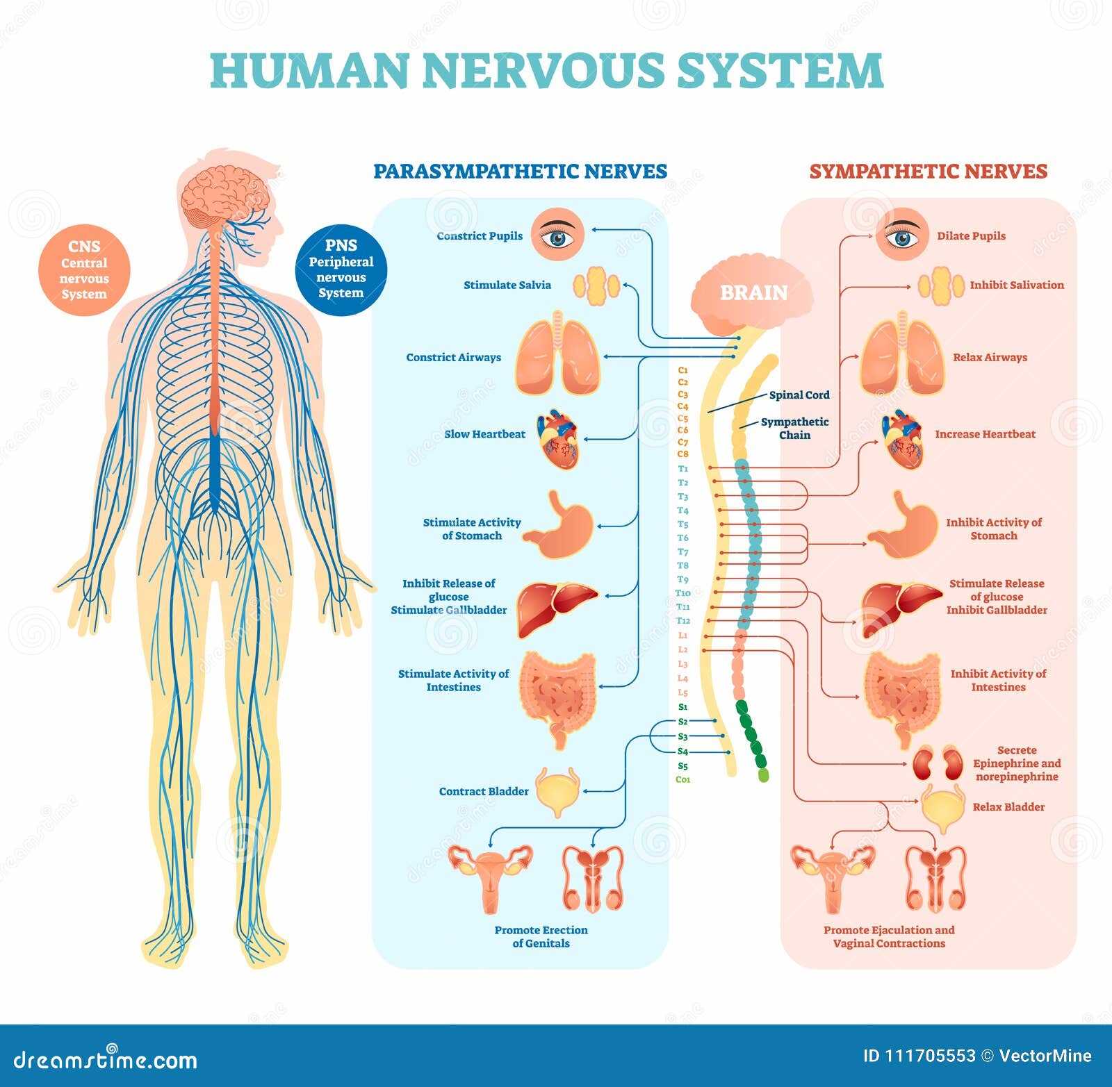 parts of human body diagram