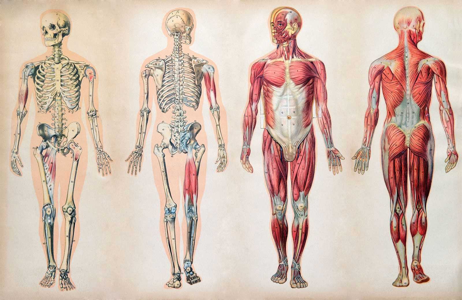 parts of human body diagram