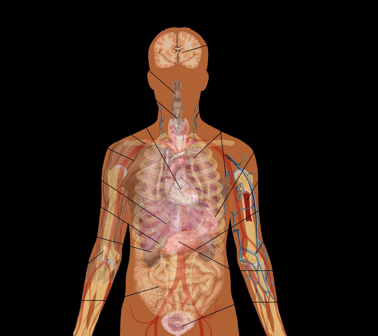 parts of human body diagram