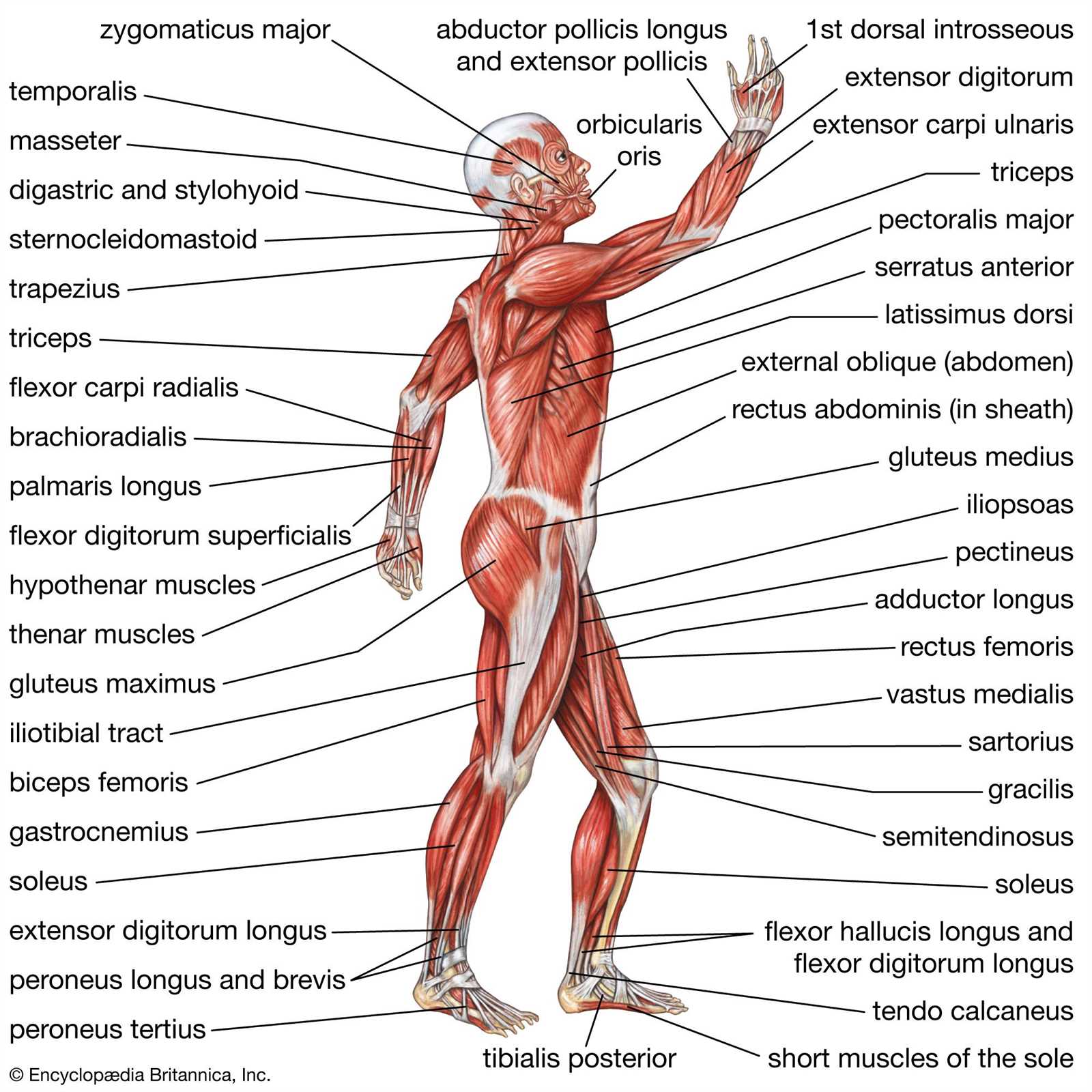 parts of human body diagram