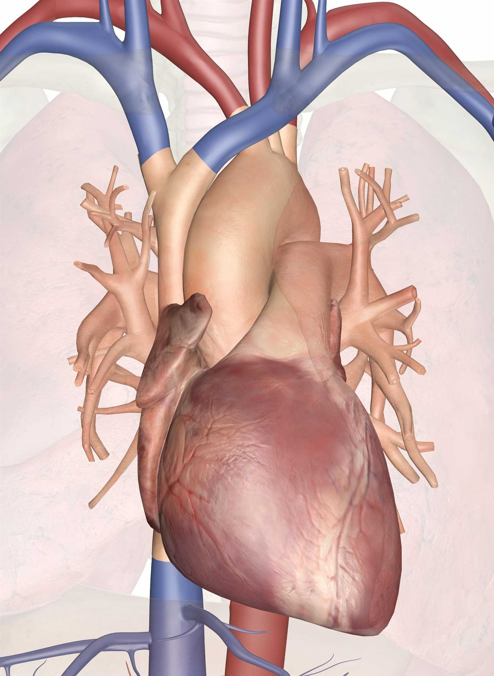 parts of human heart diagram