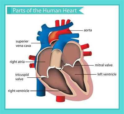 parts of human heart diagram