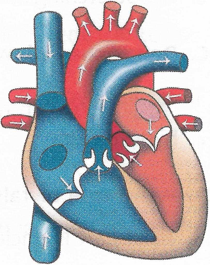 parts of human heart diagram