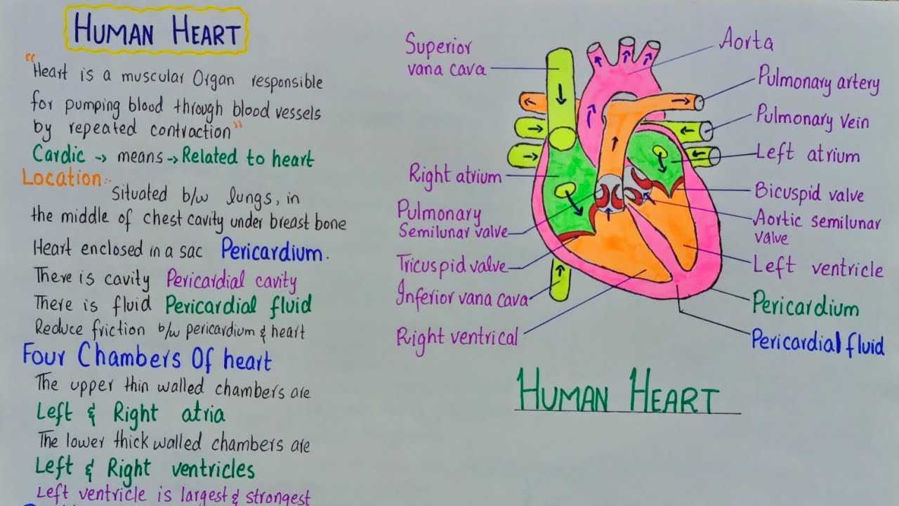 parts of human heart diagram