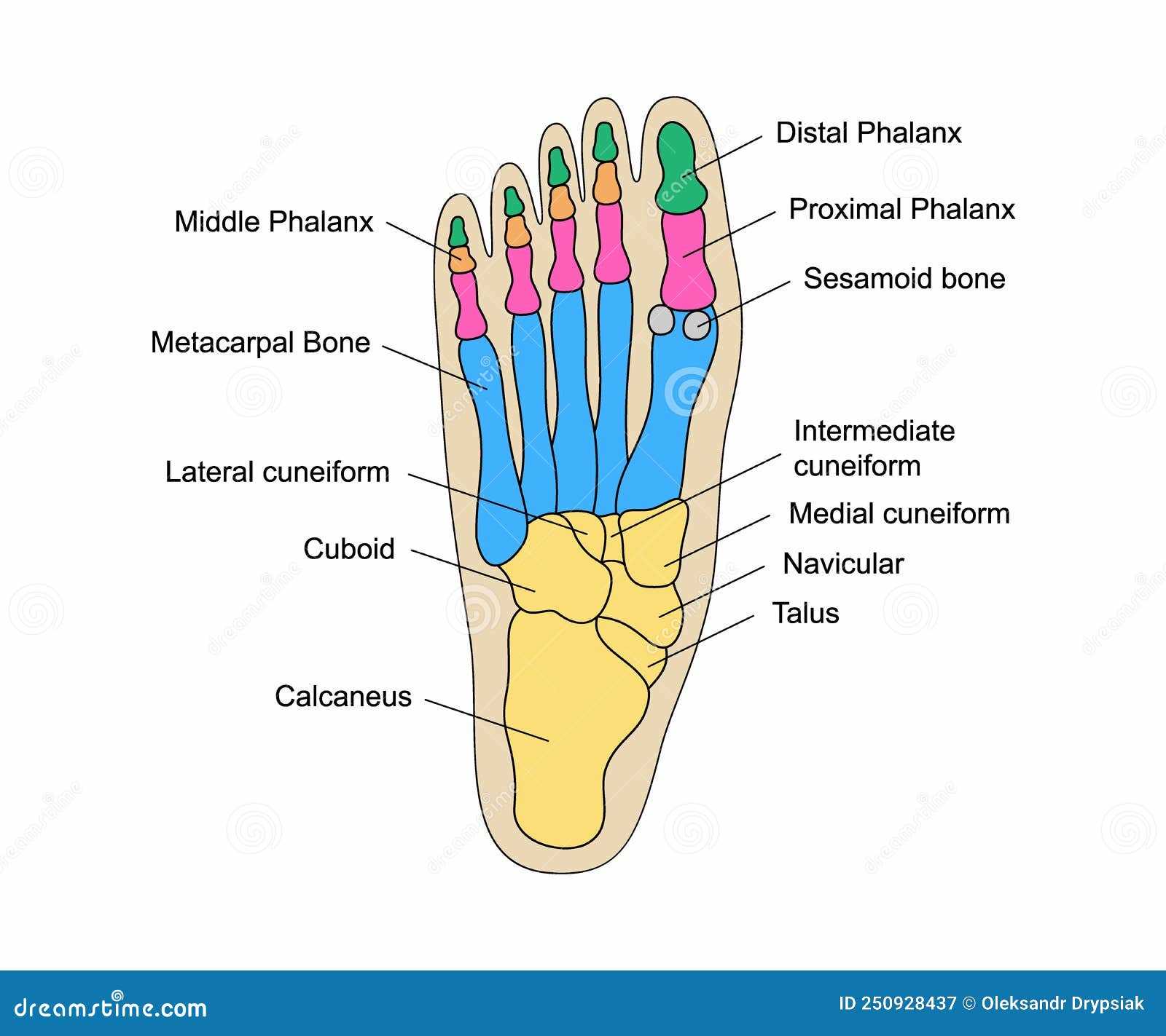 parts of leg diagram