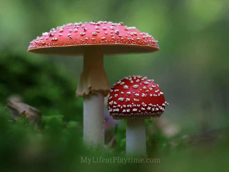 parts of mushroom diagram