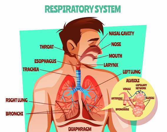 parts of respiratory system diagram