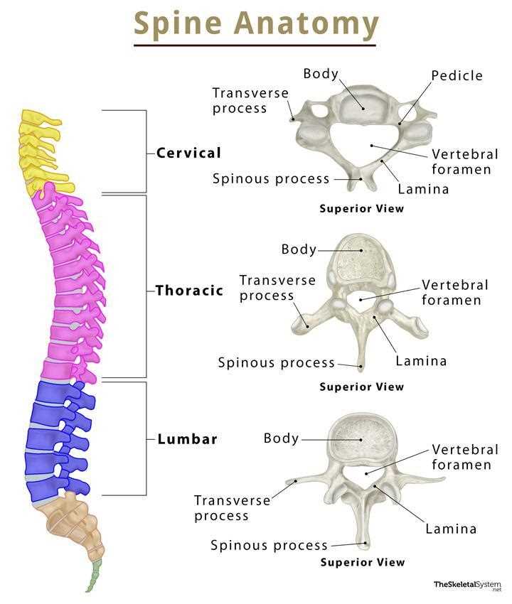 parts of spine diagram