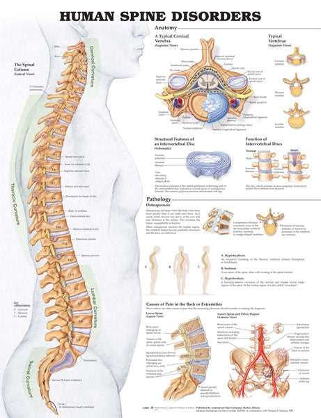 parts of spine diagram