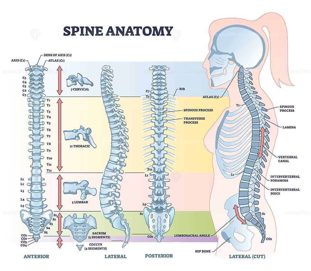 parts of spine diagram