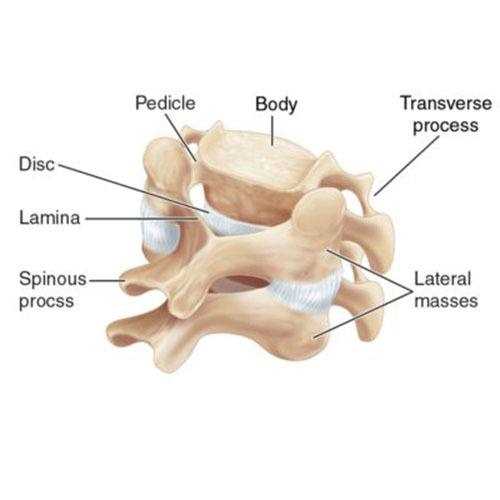 parts of spine diagram