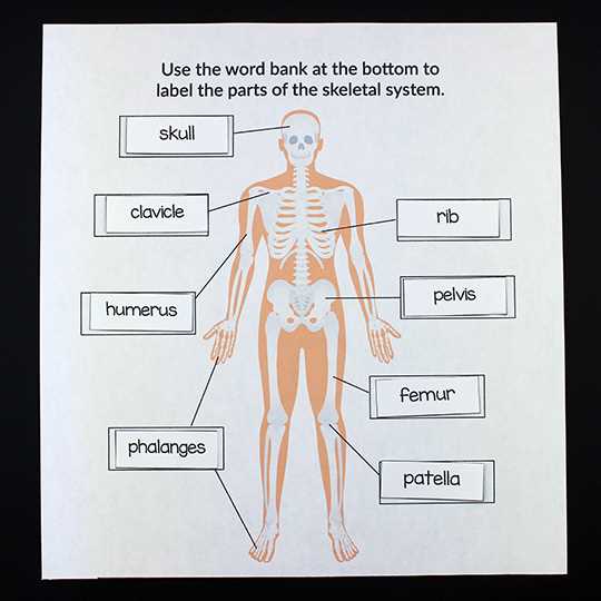 parts of the body diagram to label