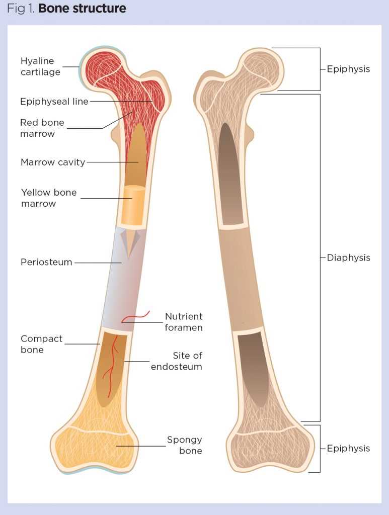 parts of the bone diagram