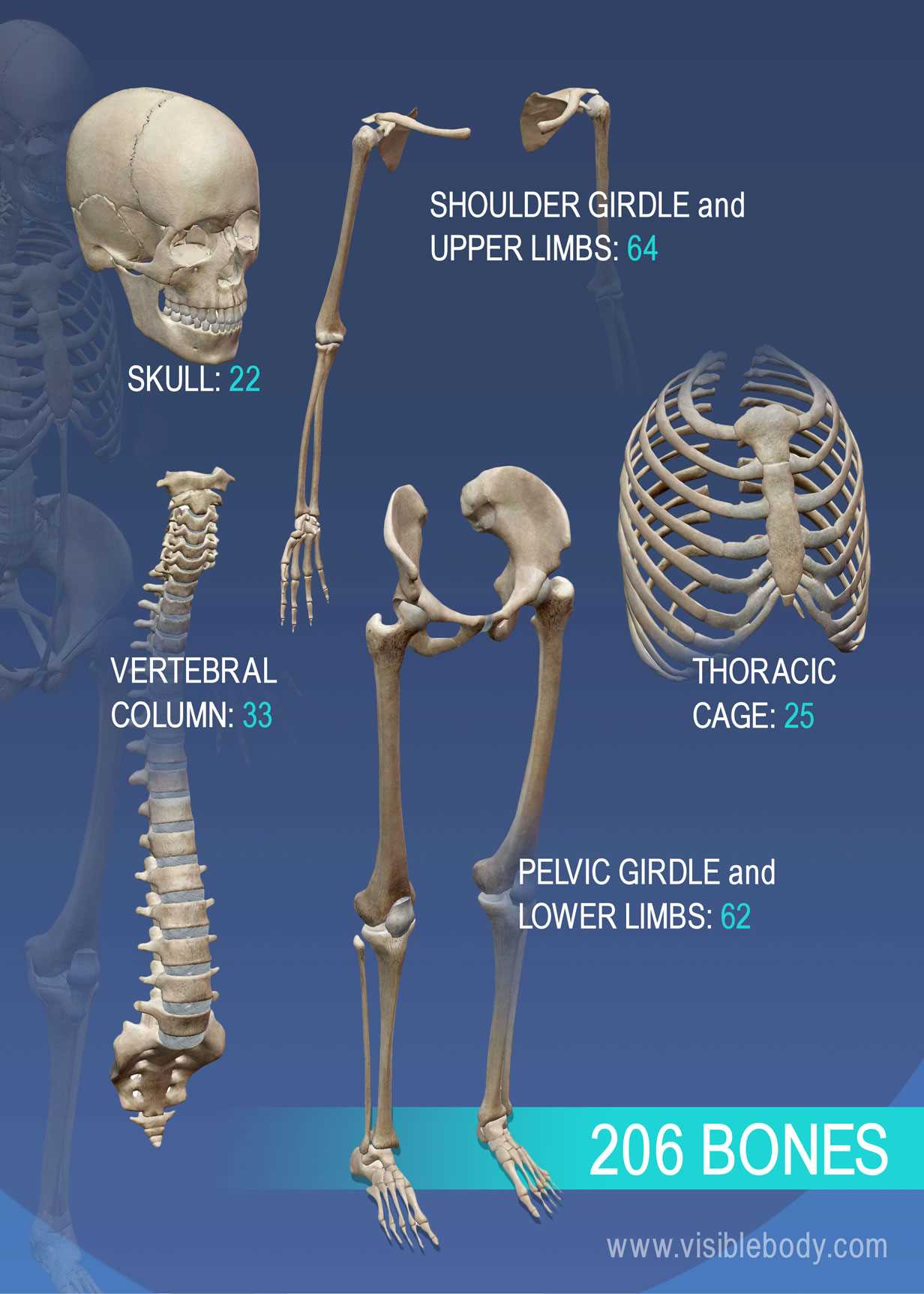 parts of the bone diagram