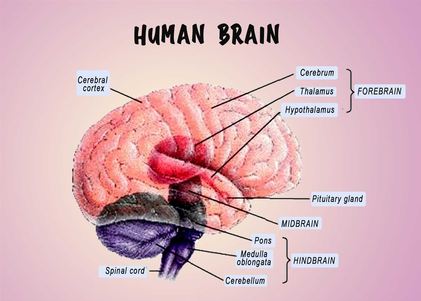 parts of the brain and functions diagram